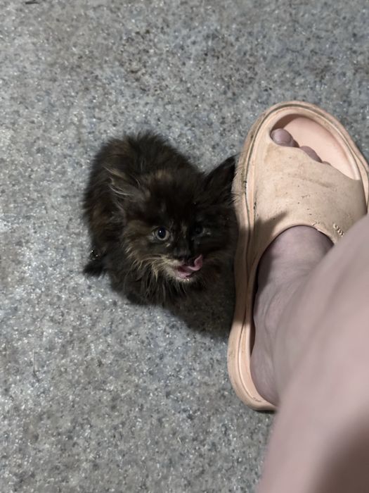 Отдам котенка девочка