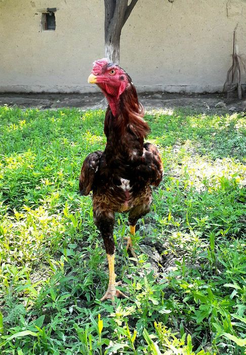 Зотдор дакан тухумлари