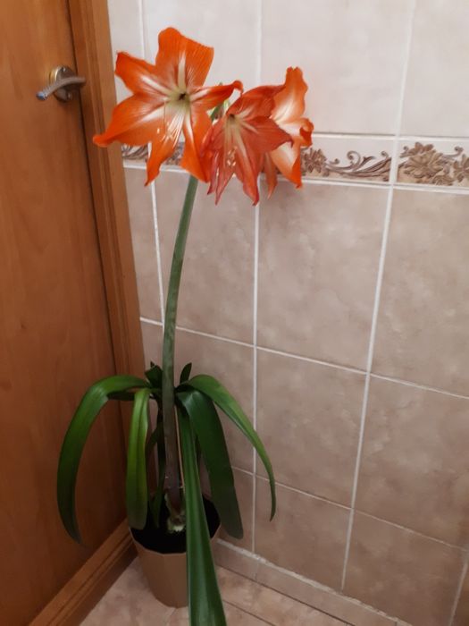 Комнатные  цветы гиппеаструм