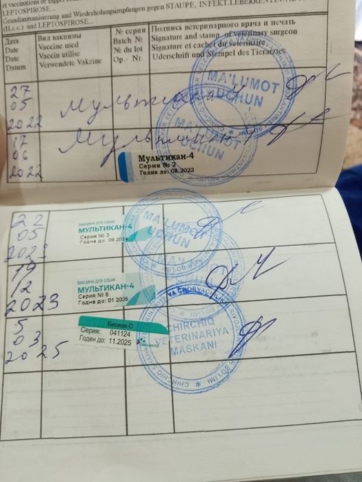 Продаются щенки немецкой овчарки