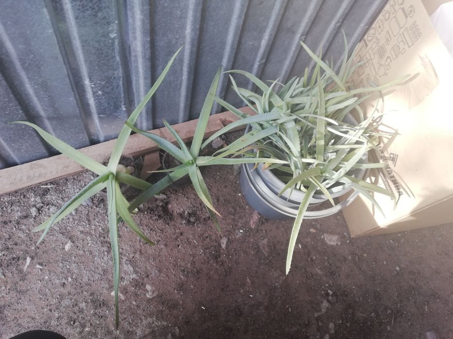 Продам Алоэ 1000тг