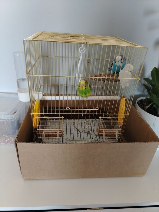 Продам п о пугай