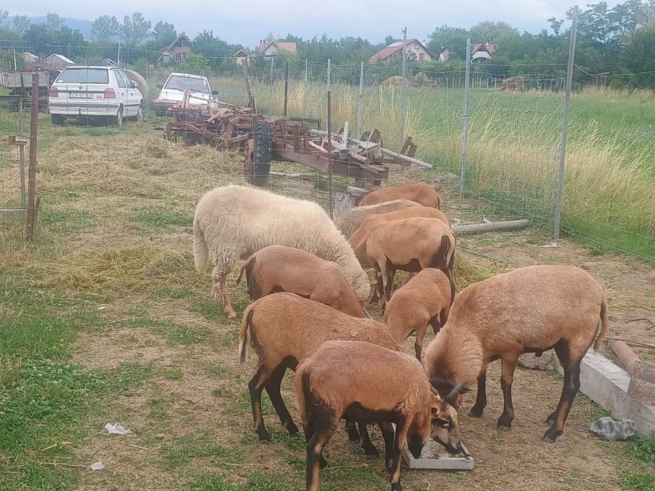 Oi Cameron de vinzare