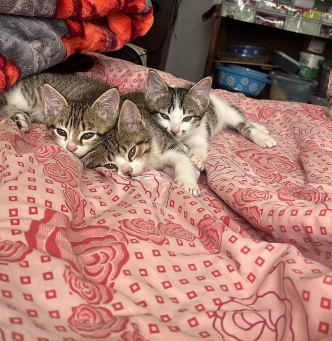 Отдам котят в добрые руки