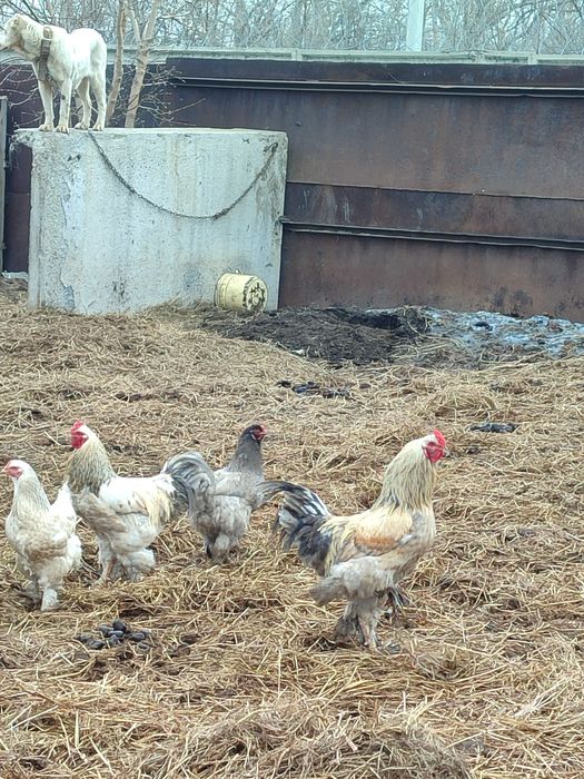 Продам петухов брама