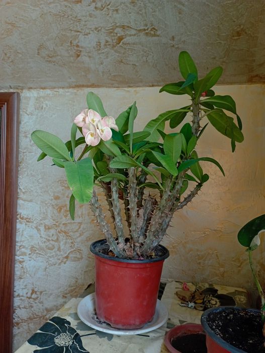 Комнатные растения