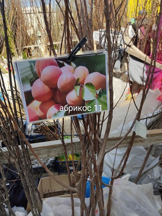 Саженцы атырау .