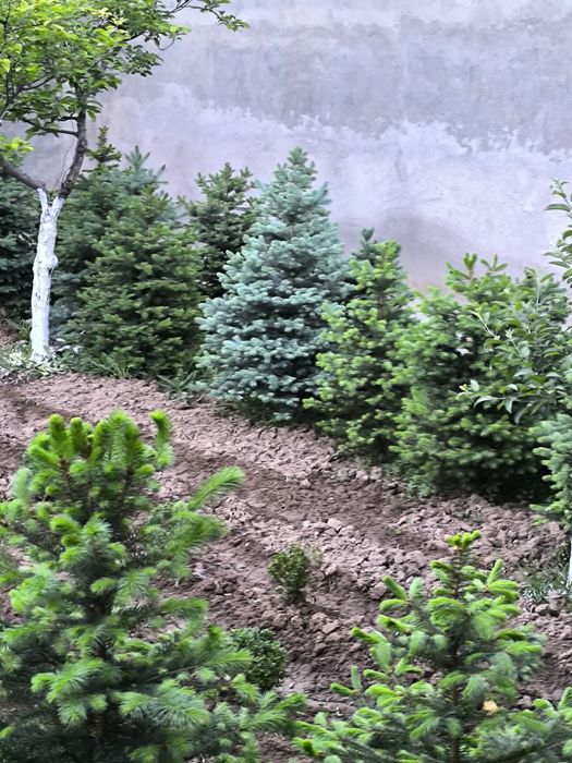 Голубой ель энг зурлари