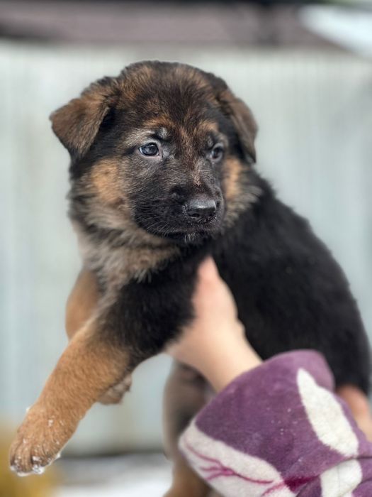 Щенки немецкой овчарки