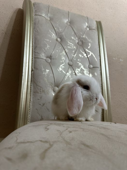 Basmala Farm’dan nafis va mehribon quyonchalar!