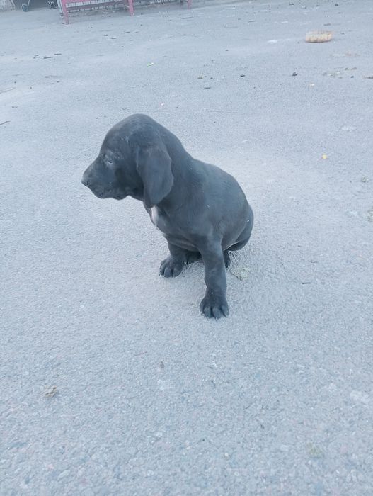Продам щенка куцкара