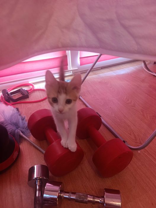 котета на 10 седмици