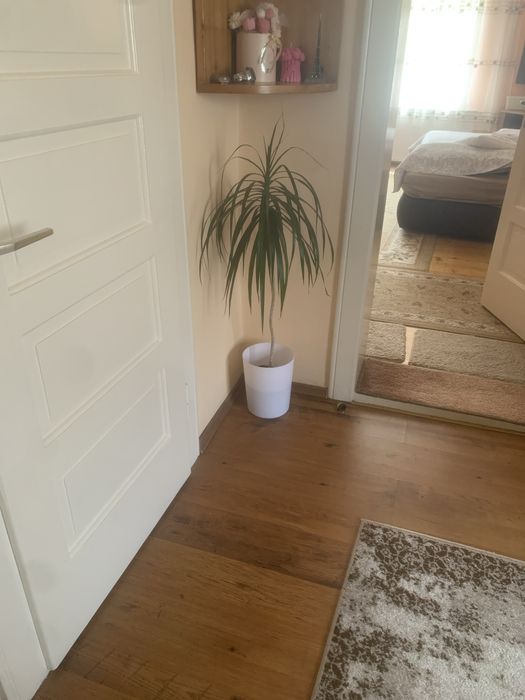 Floare Dracaena ,ghiveci