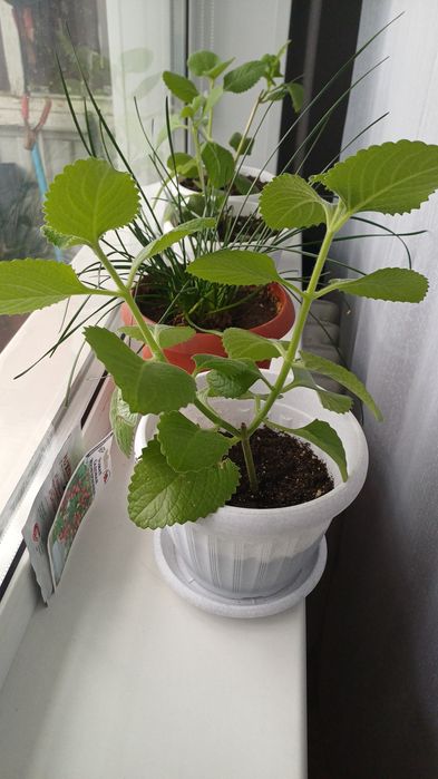 Продам цветы Мята декор