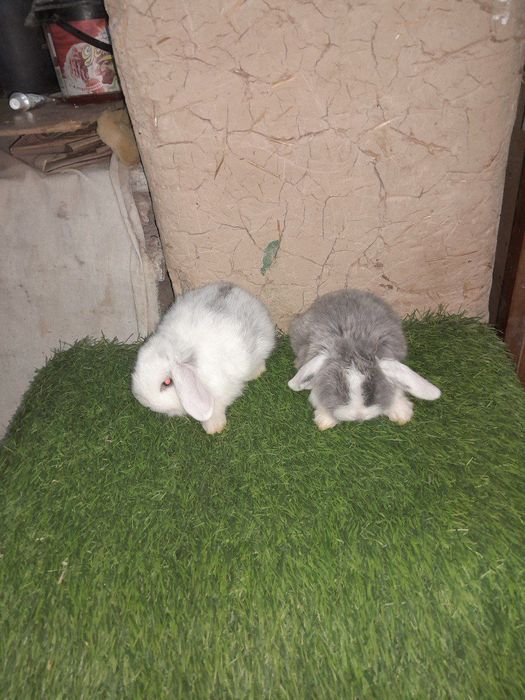 Karlik baran quyonchalar