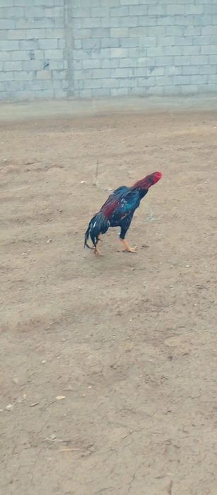 Dakan jojamiz sotiladi