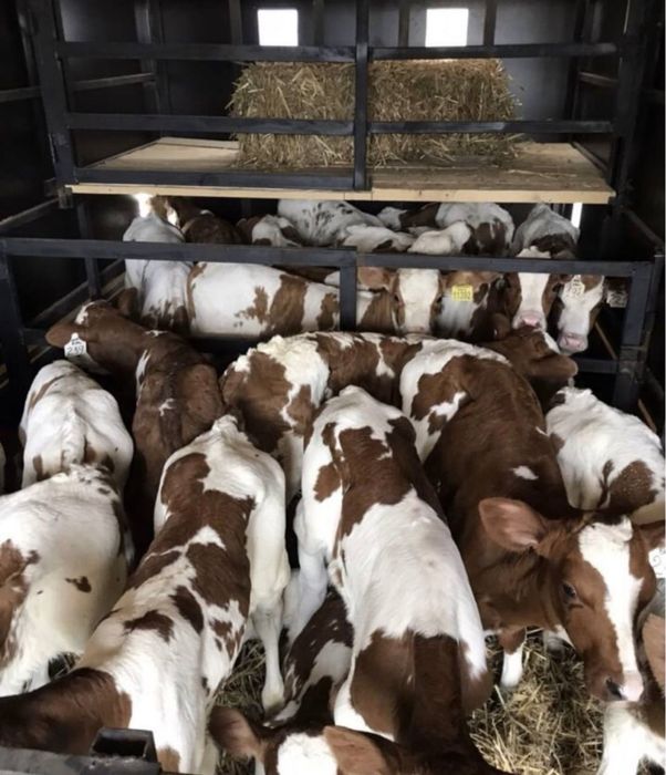 Продам телят от 1 месяца ангус