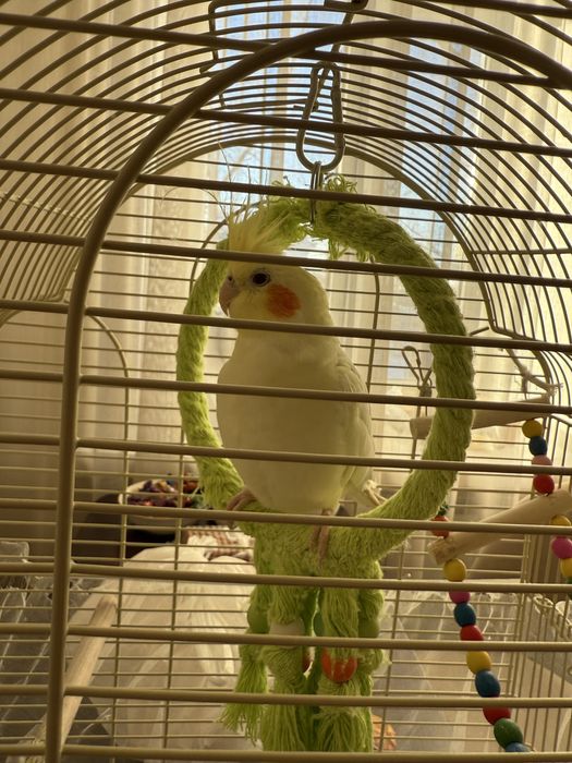 Продается попугай Корелла