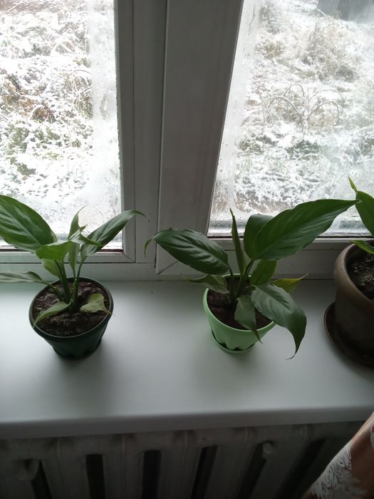 Продам женское счастье