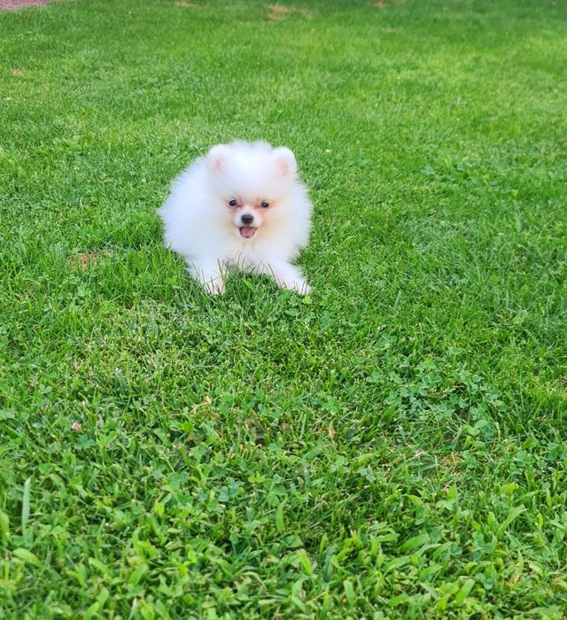 Pomeranian  mini
