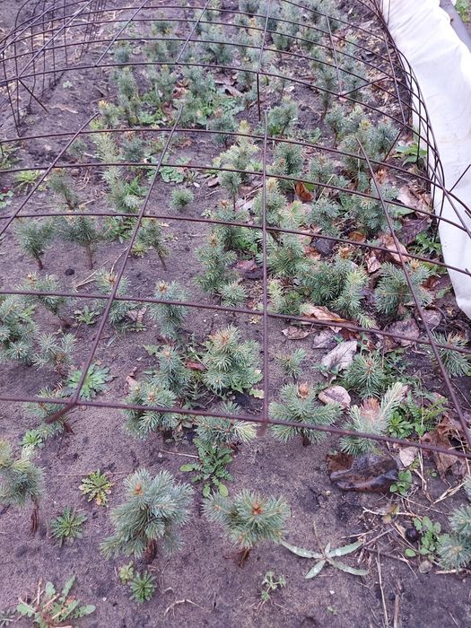Продам саженцы хвойные