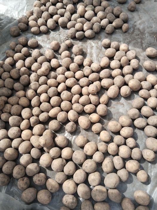 Семенной картофель