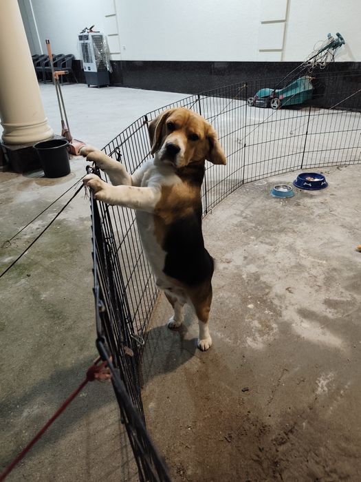 Продам | Бигль самец