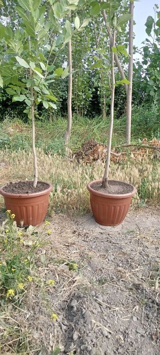 Ясин, Каталпа, Каштан, Клён кўчатлари