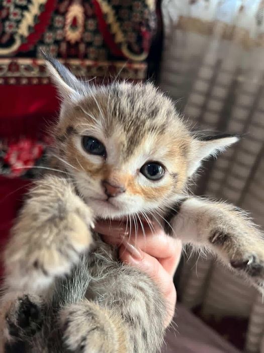 Parodniy sqotsh fold