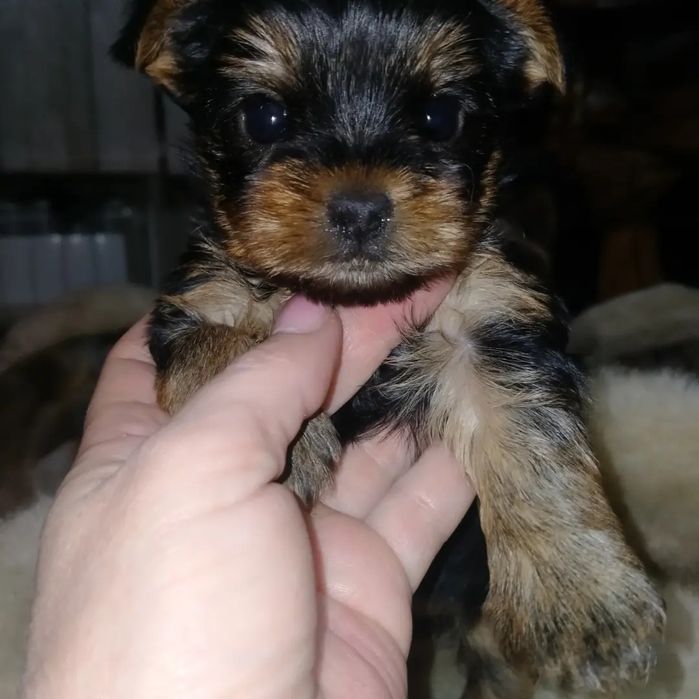 Йоркширский терьер