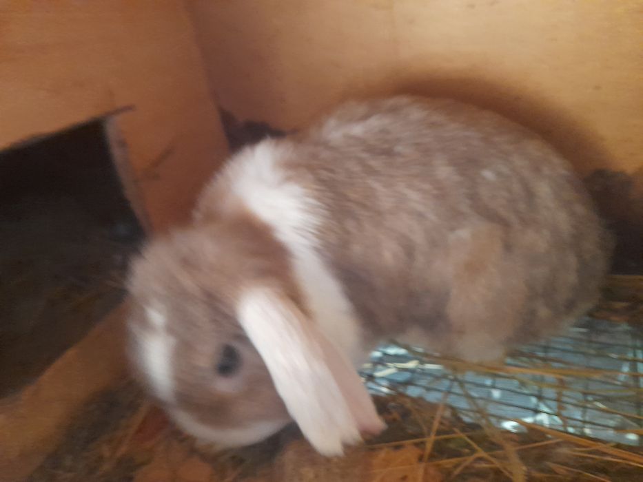 Вислоухие крольчата и крольчиха