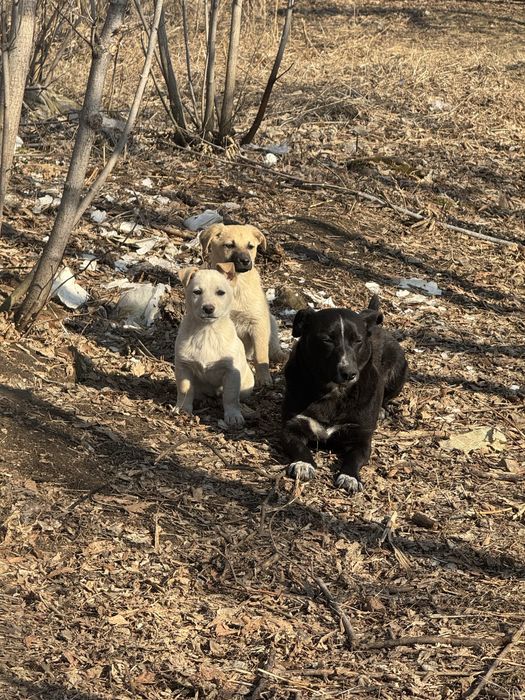 Отдам щенков в хорошие руки