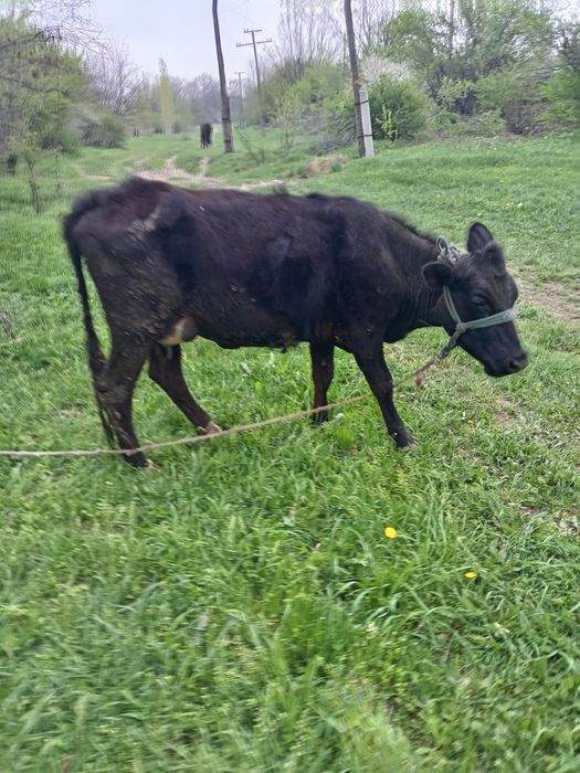 Продаются ослы и корова