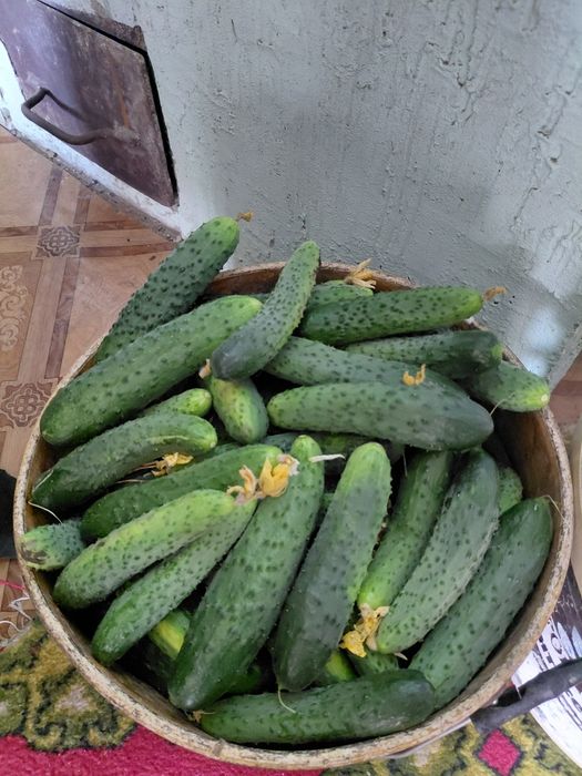 Продам домашние огурцы