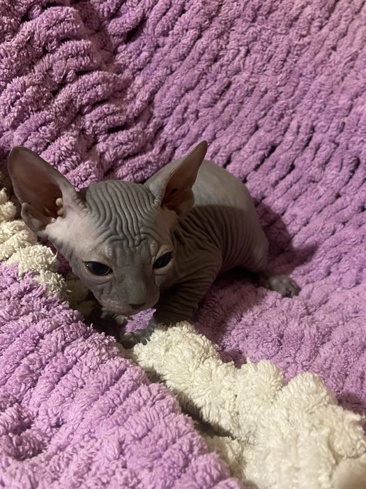 Очаровательные котята сфинкс