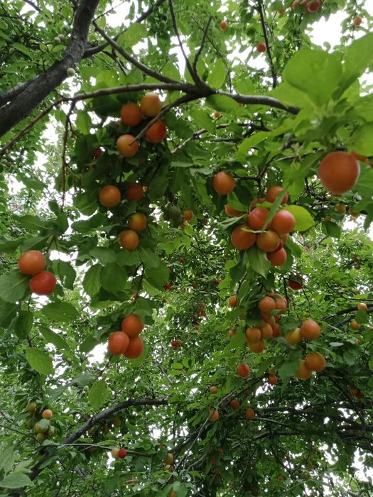 Большой дачный участок