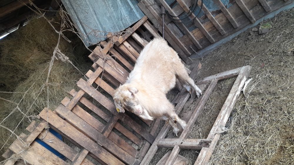 Козёл молочный заненский