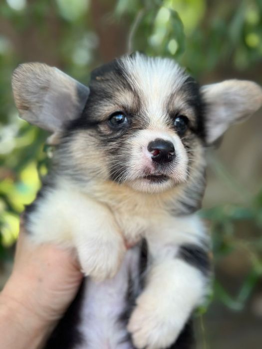 Вельш корги пемброк триколорного окраса