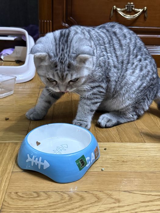 Кошка вислоухая Шотладский