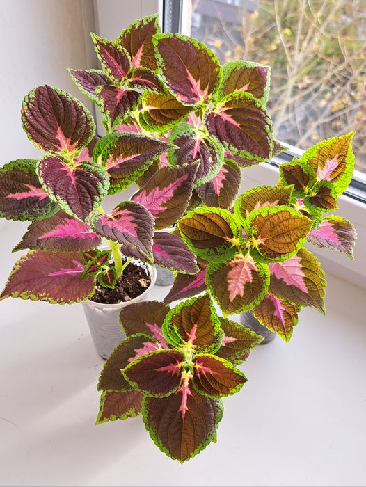 Продам колеусы по 500тн.