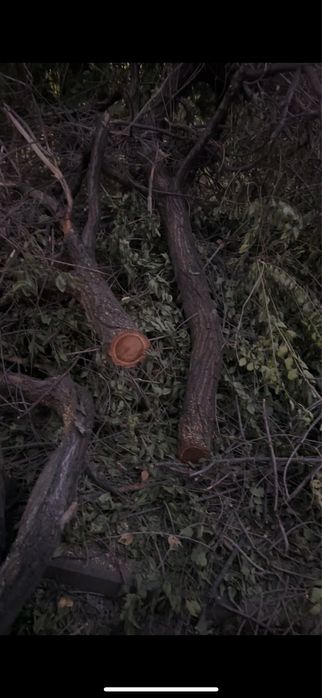 Тегін қарағаш отын ағаштан кесілген