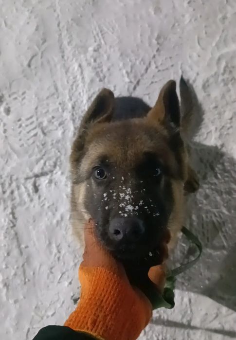 Овчарка 5 месяцев