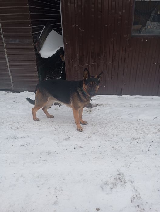 Продам немецкую овчарку