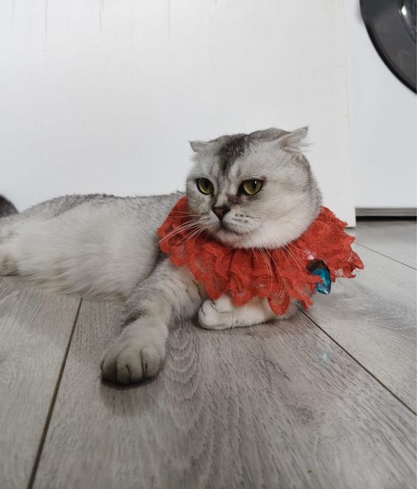 Продам красивую домашнюю кошку