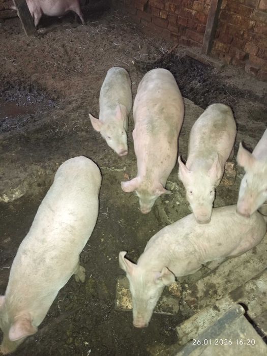 Свободни бели прасета