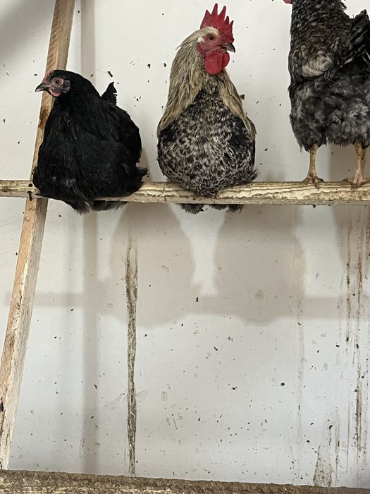 Әтештер сатылады.