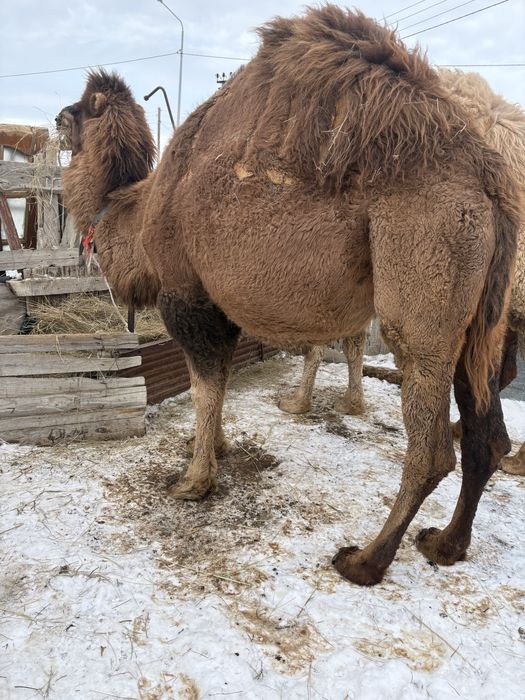 Буаз мая түйе сатылады!