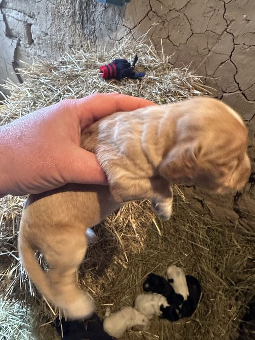 Англиский кокер спаниель охот щенята