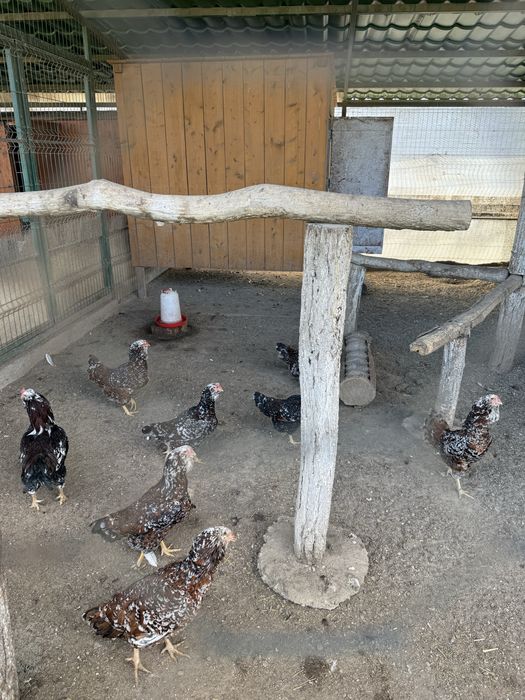 Gaini de rasa Și oua pentru incubat!