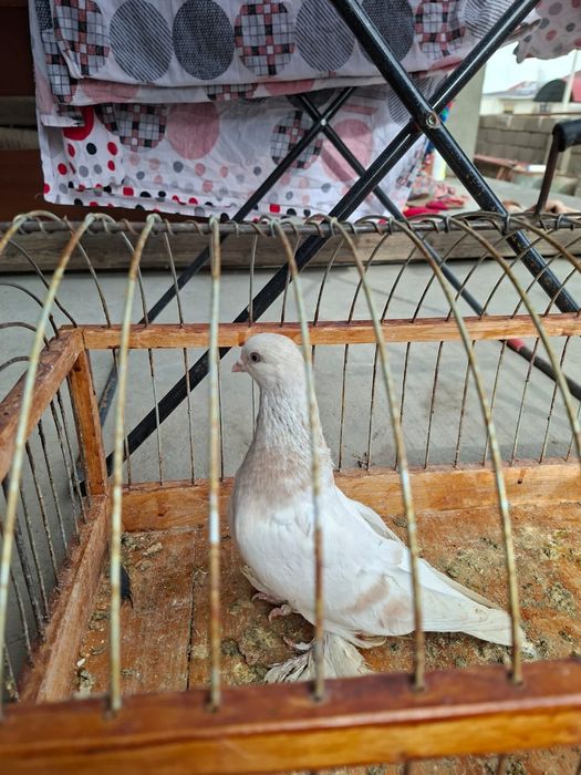 Продам голуби тасман